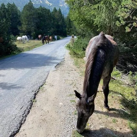 Dağ evi Vue Imprenable Sur Et Pistes